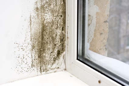 Mold Removal in Greenville by EZ Restoration LLC